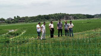 萬(wàn)名農(nóng)業(yè)科技人員服務(wù)現(xiàn)代農(nóng)業(yè)，省級(jí)專家深入邵東助力農(nóng)業(yè)園藝發(fā)展