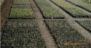 優(yōu)質(zhì)二年生高叢藍(lán)莓營(yíng)養(yǎng)缽苗供應(yīng)商 大連大譚瑞鳳園藝苗木專業(yè)合作社