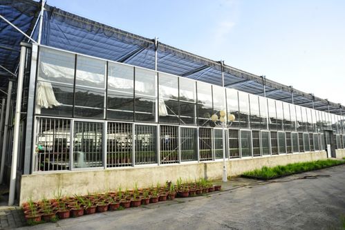 我省優(yōu)異農(nóng)業(yè)種質(zhì)資源閃亮世界園藝博覽會，展現(xiàn)農(nóng)業(yè)園藝服務(wù)新高度