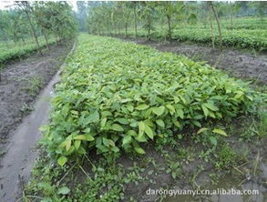 精品推薦 都江堰市達榮園藝場供應(yīng)多種高質(zhì)量天竹桂，盡在農(nóng)苗網(wǎng)