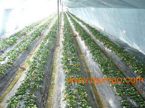 優(yōu)質(zhì)蘭州農(nóng)用地膜與嘉峪關西瓜專用膜的供應指南與市場分析